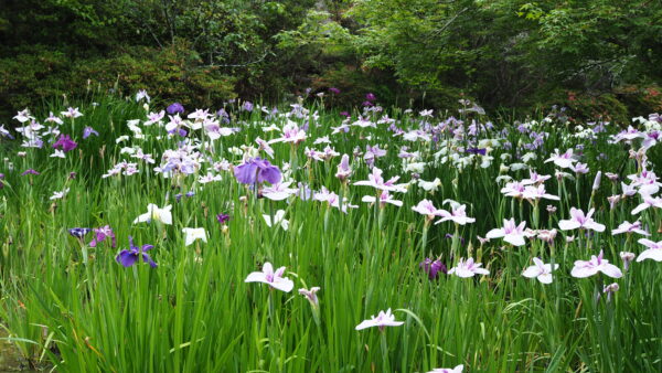 紫陽花を見に京都に行ってみた